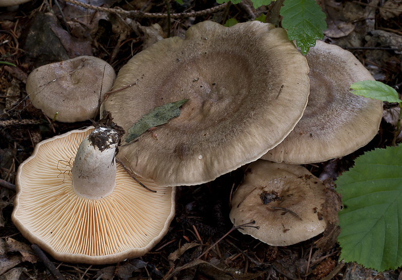 Lactarius pyrogalus